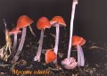 Atheniella adonis-amf1332